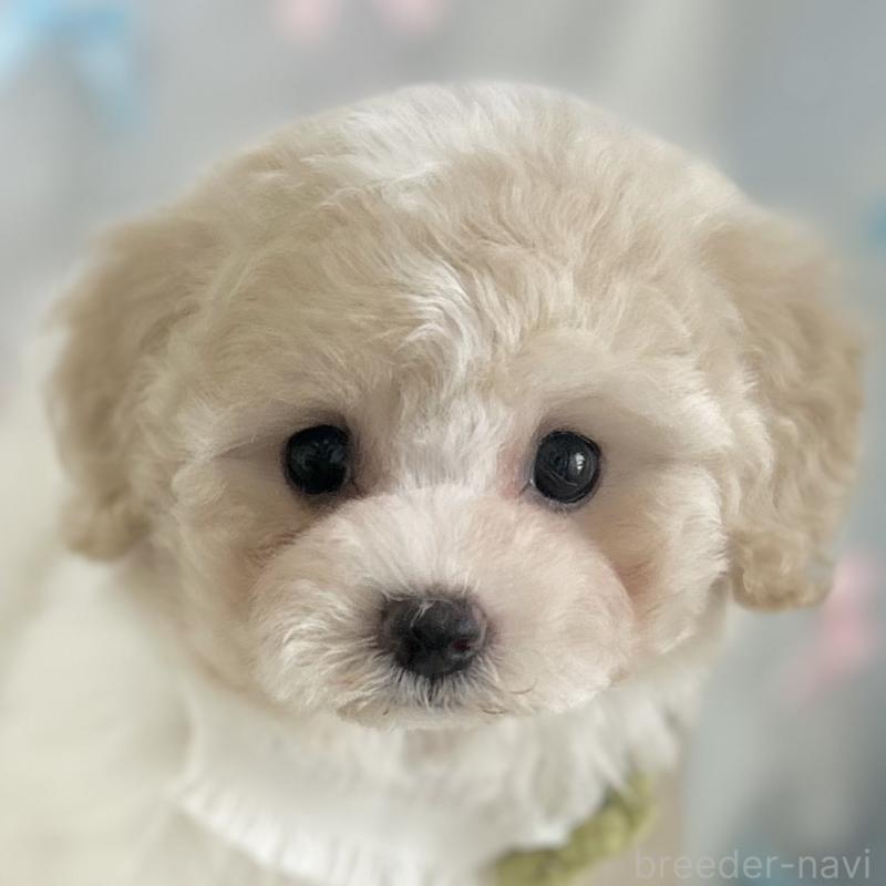販売中の愛知県のミックス犬-416160の1枚目