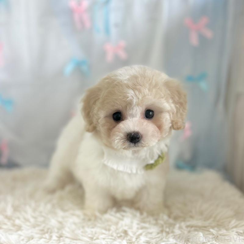 販売中の愛知県のミックス犬-416160の5枚目