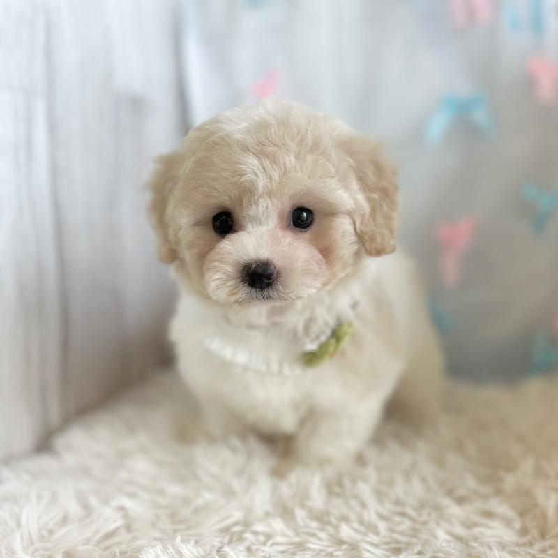 販売中の愛知県のミックス犬-416160の4枚目
