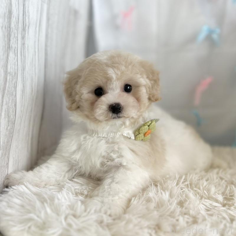 販売中の愛知県のミックス犬-416160の3枚目