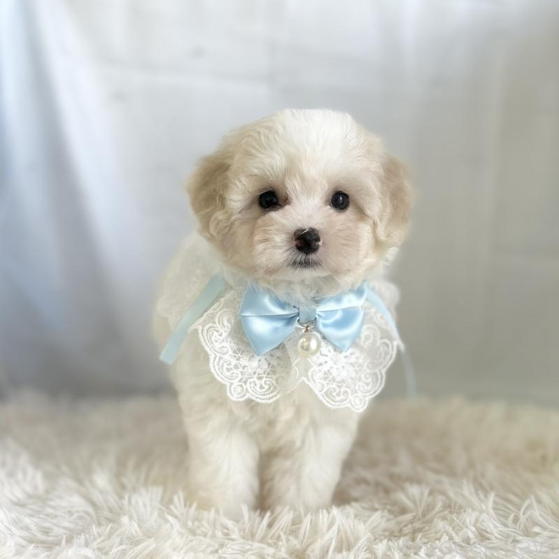販売中の愛知県のミックス犬-416162の5枚目