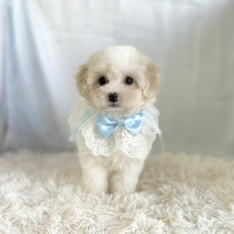 販売中の愛知県のミックス犬-416162の4枚目
