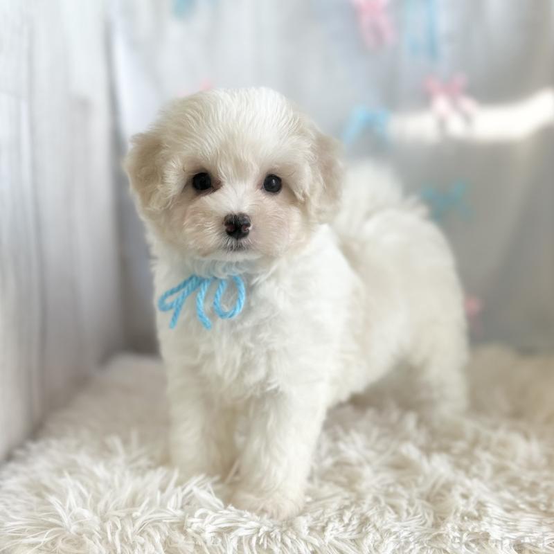 販売中の愛知県のミックス犬-416162の3枚目