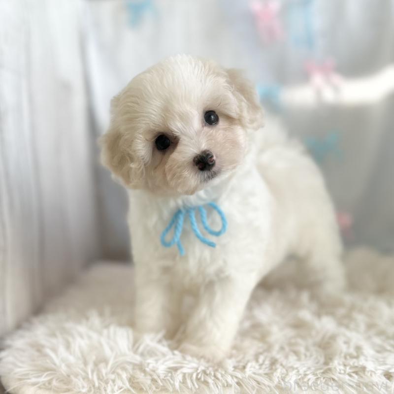 販売中の愛知県のミックス犬-416162の2枚目