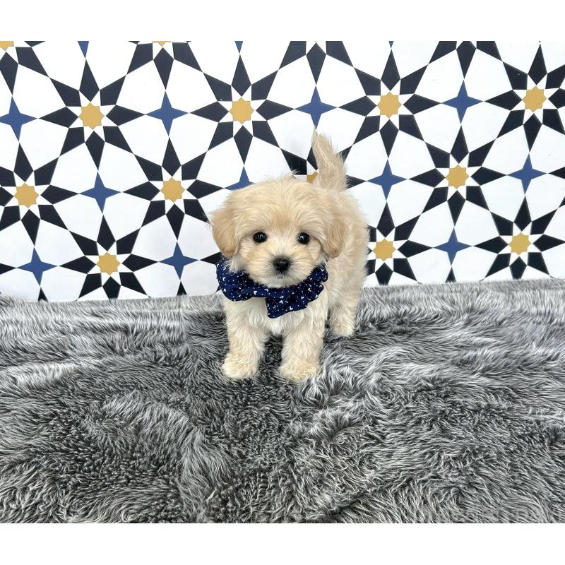 販売中の福岡県のミックス犬-416364の1枚目