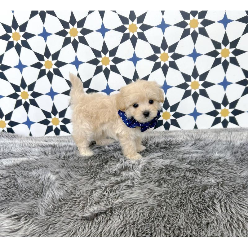 販売中の福岡県のミックス犬-416364の4枚目