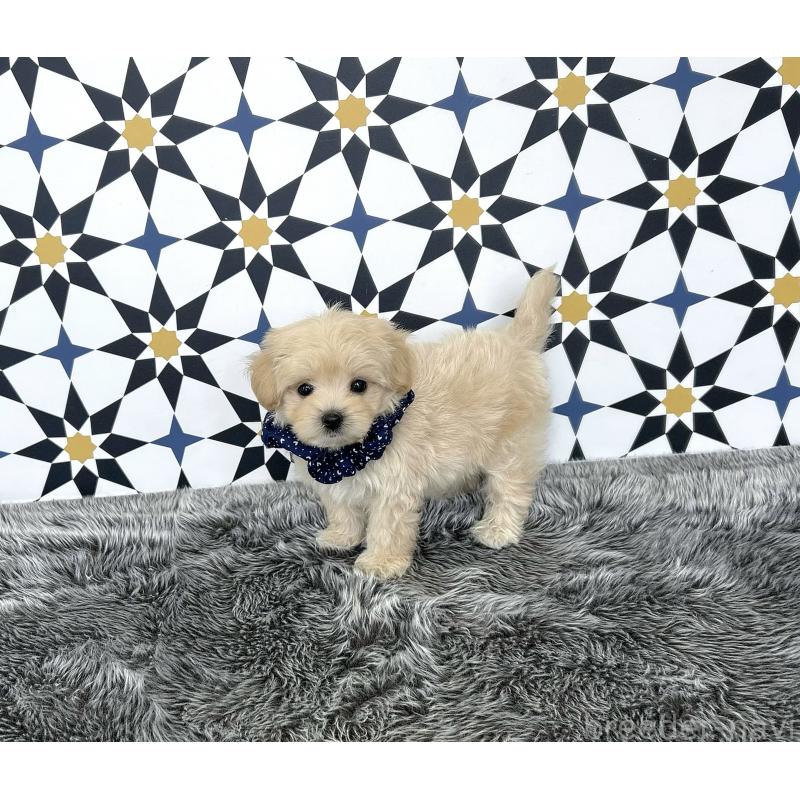 販売中の福岡県のミックス犬-416364の3枚目