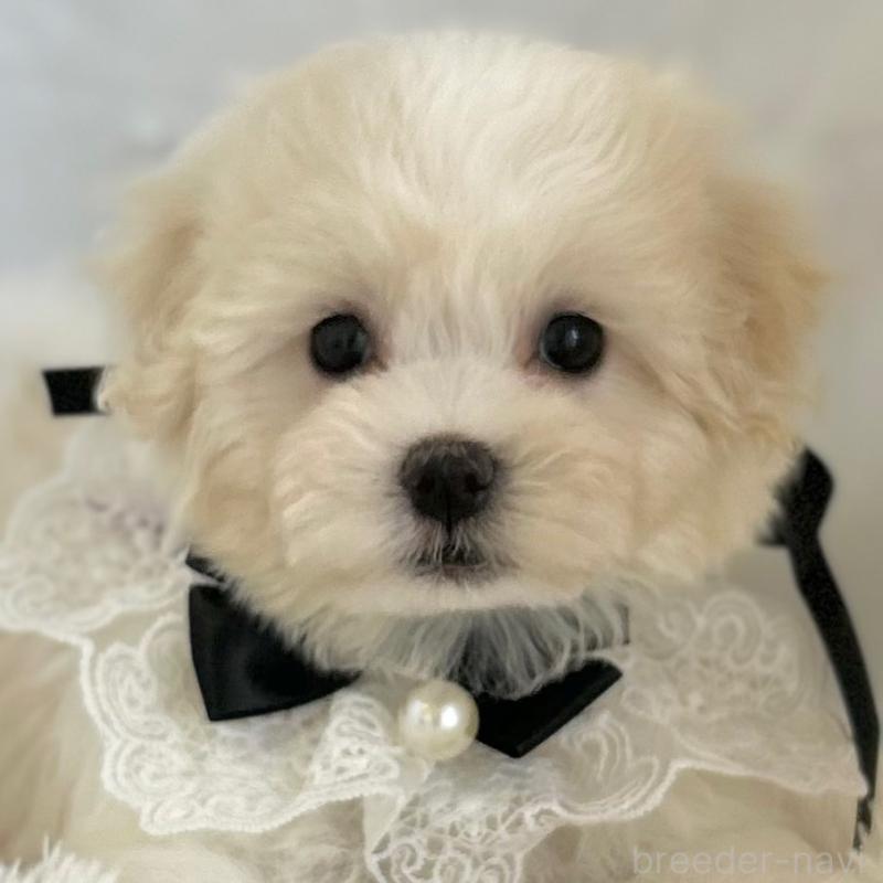 販売中の愛知県のミックス犬-416165の1枚目