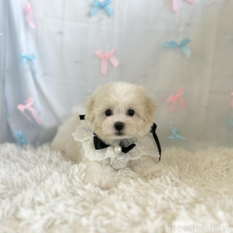 販売中の愛知県のミックス犬-416165の5枚目