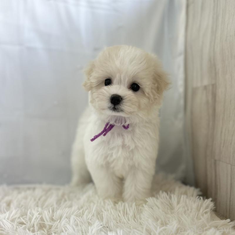 販売中の愛知県のミックス犬-416165の4枚目