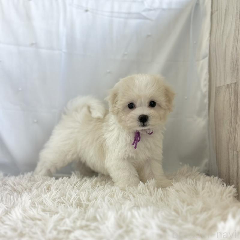 販売中の愛知県のミックス犬-416165の3枚目