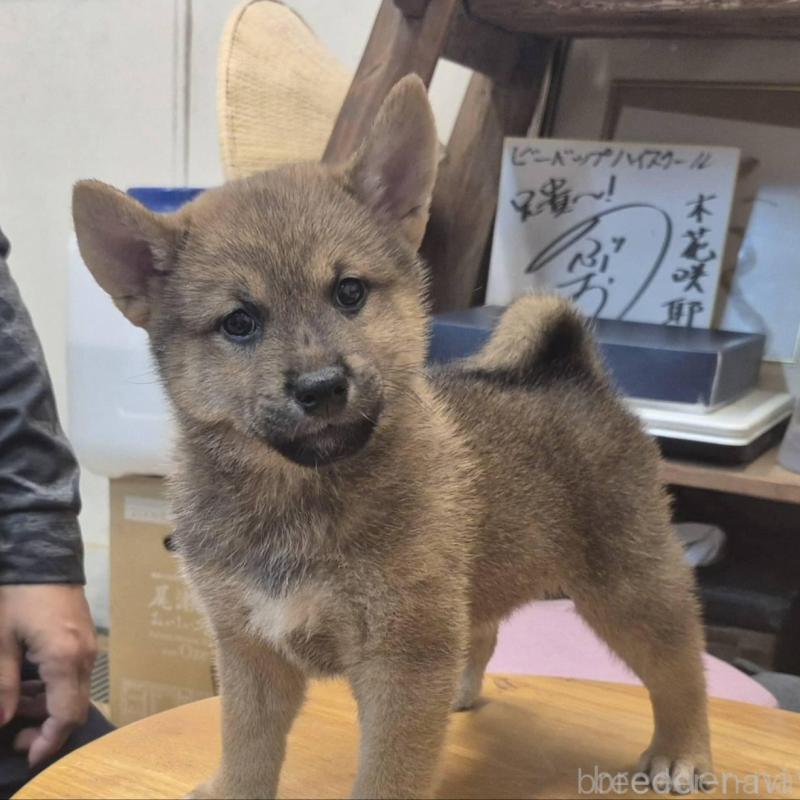 販売中の富山県の柴犬-416171