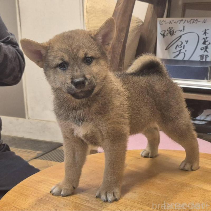 販売中の富山県の柴犬-416171の6枚目