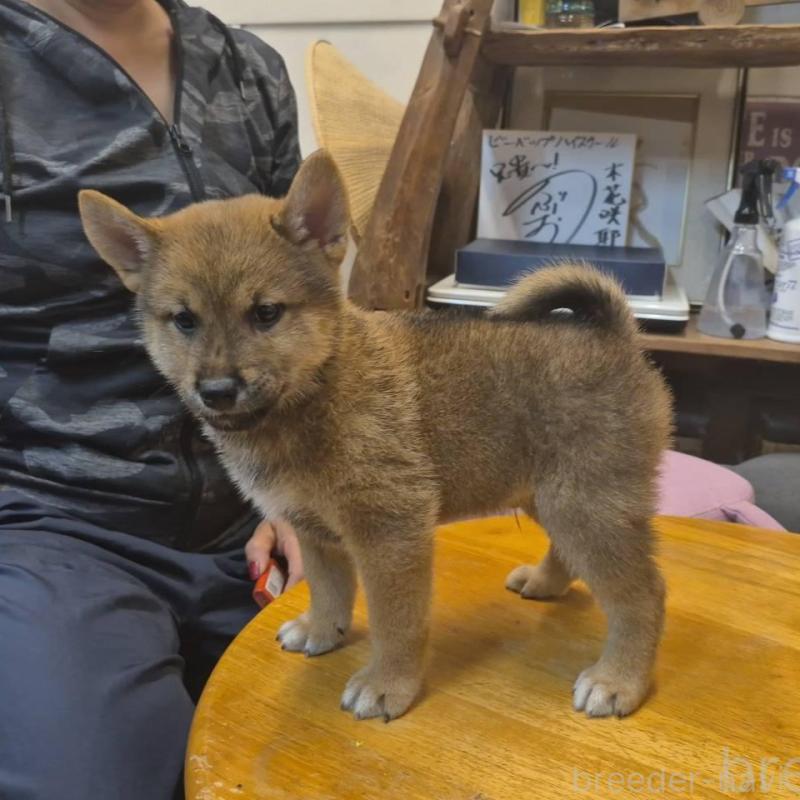 販売中の富山県の柴犬-416171の5枚目