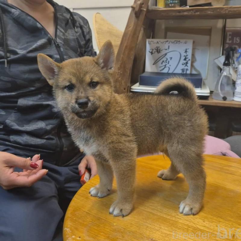 販売中の富山県の柴犬-416171の4枚目