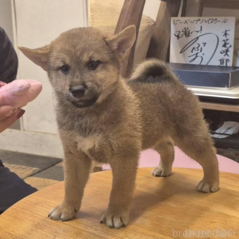 販売中の富山県の柴犬-416171の3枚目