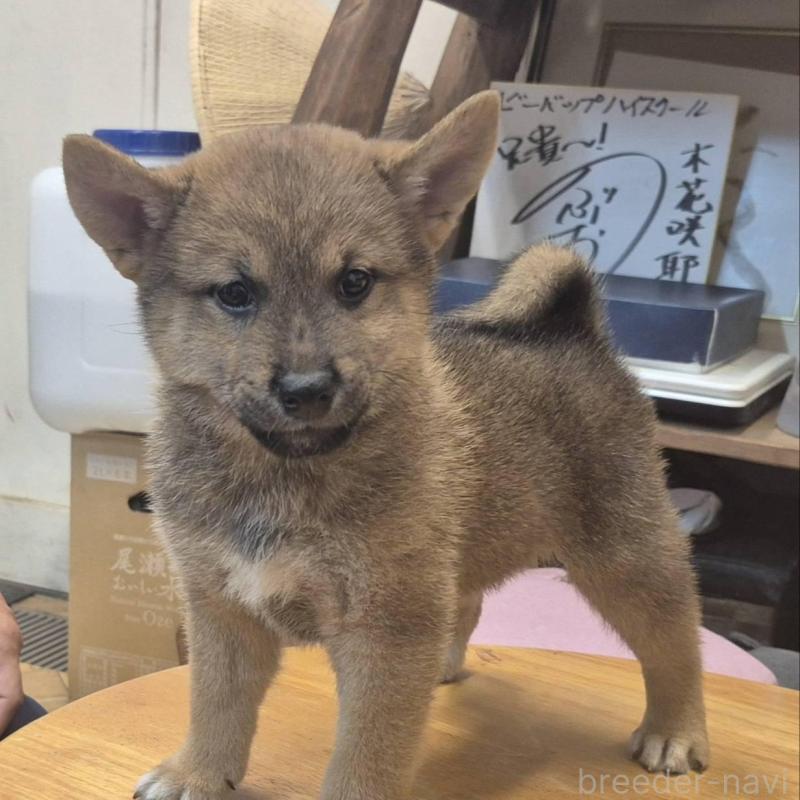 販売中の富山県の柴犬-416171の2枚目