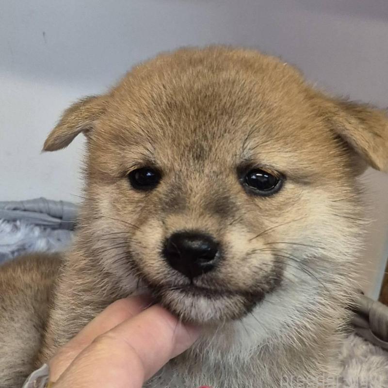 販売中の富山県の柴犬-416172