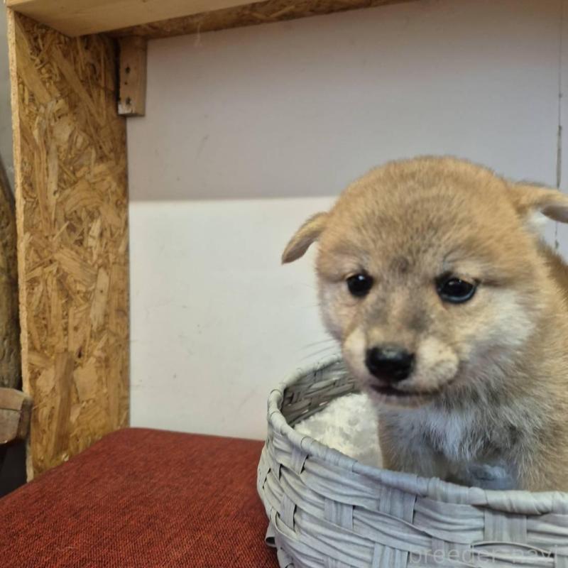 販売中の富山県の柴犬-416172の8枚目