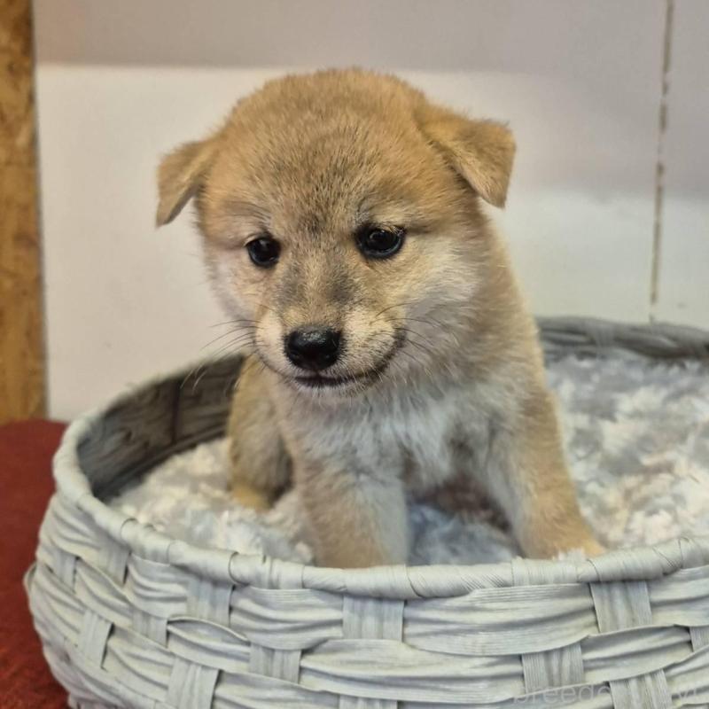 販売中の富山県の柴犬-416172の7枚目