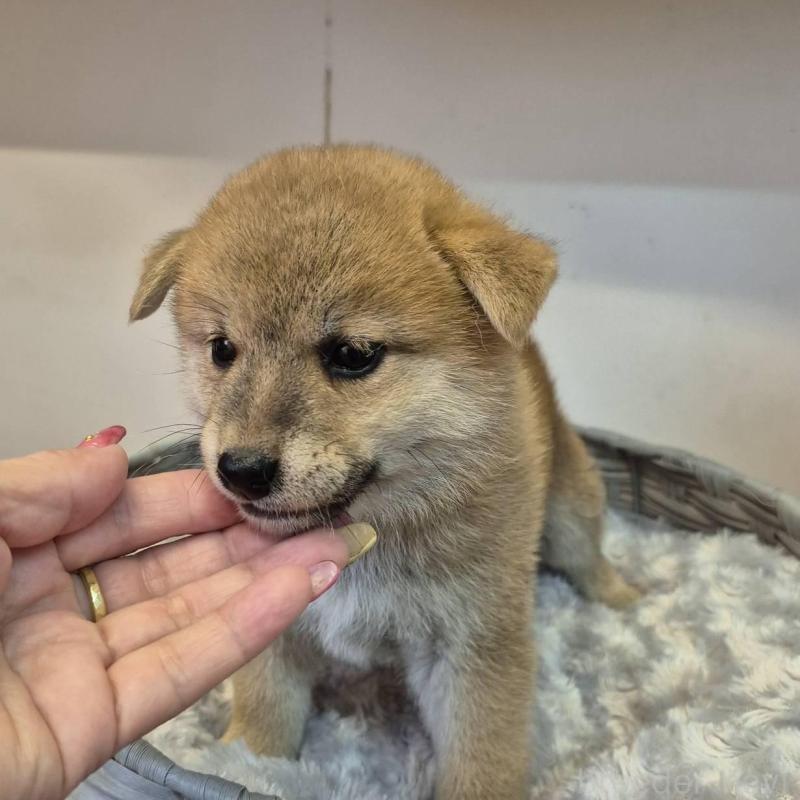 販売中の富山県の柴犬-416172の6枚目