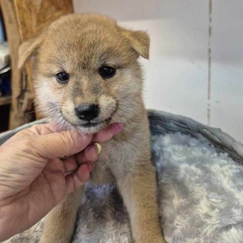 販売中の富山県の柴犬-416172の5枚目