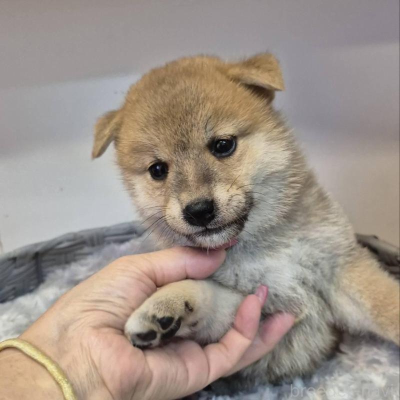 販売中の富山県の柴犬-416172の3枚目