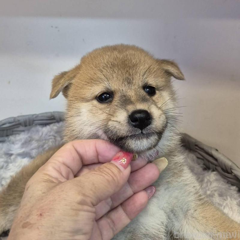 販売中の富山県の柴犬-416172の2枚目