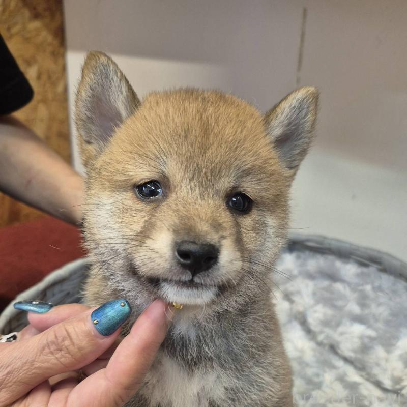 販売中の富山県の柴犬-416173
