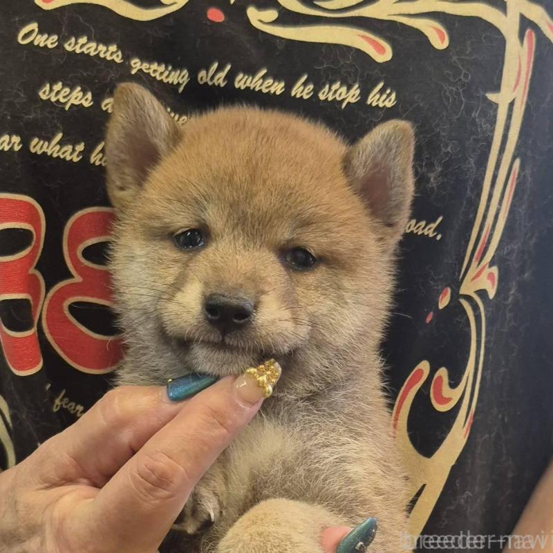 販売中の富山県の柴犬-416173の6枚目