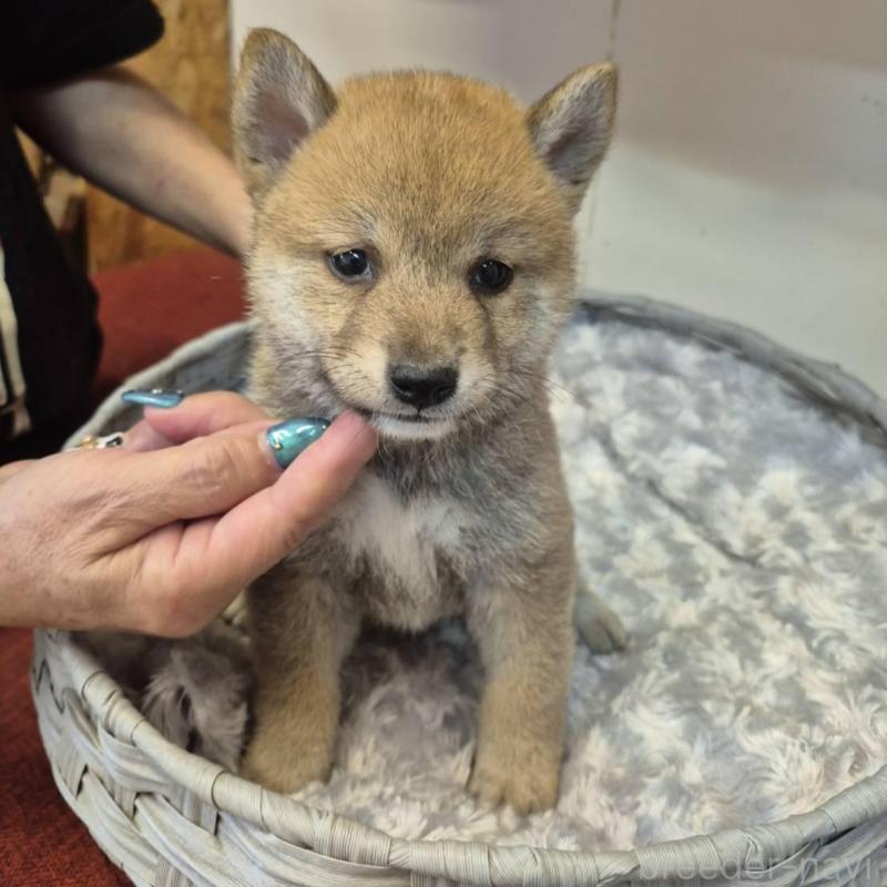 販売中の富山県の柴犬-416173の5枚目