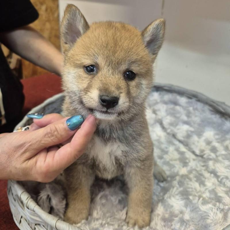 販売中の富山県の柴犬-416173の4枚目