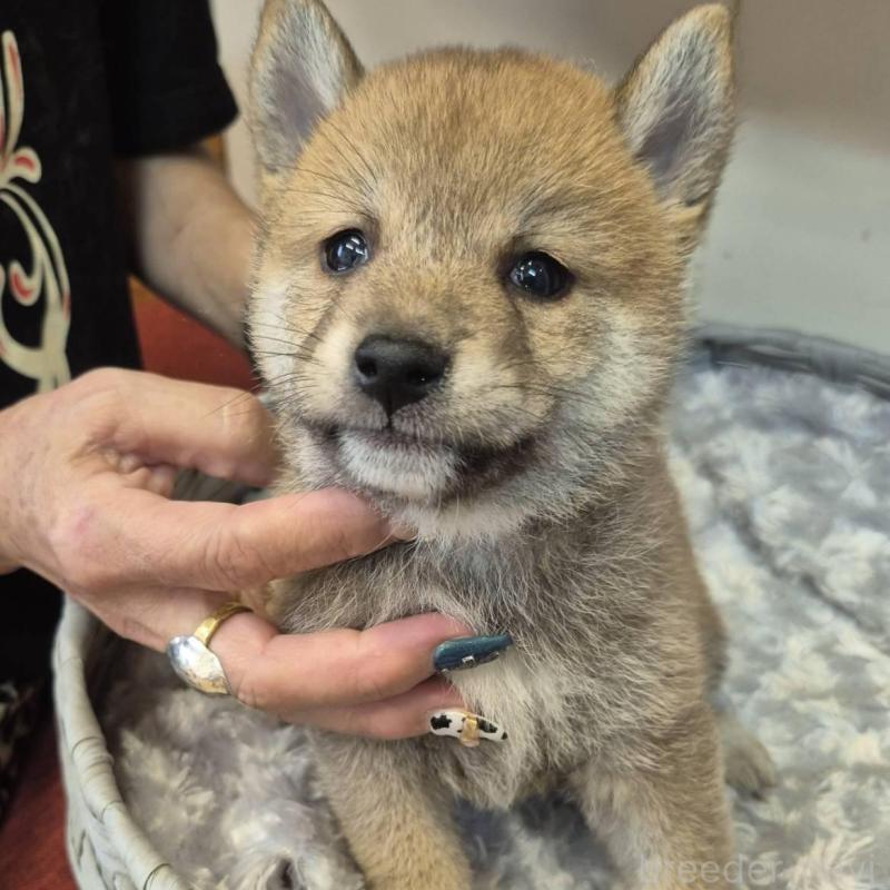 販売中の富山県の柴犬-416173の3枚目