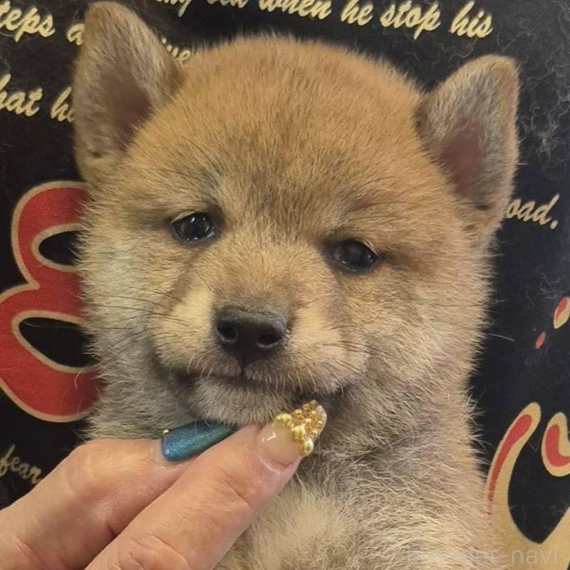 販売中の富山県の柴犬-416173の2枚目