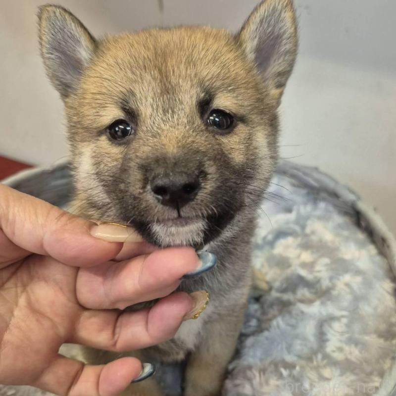 販売中の富山県の柴犬-416174の1枚目