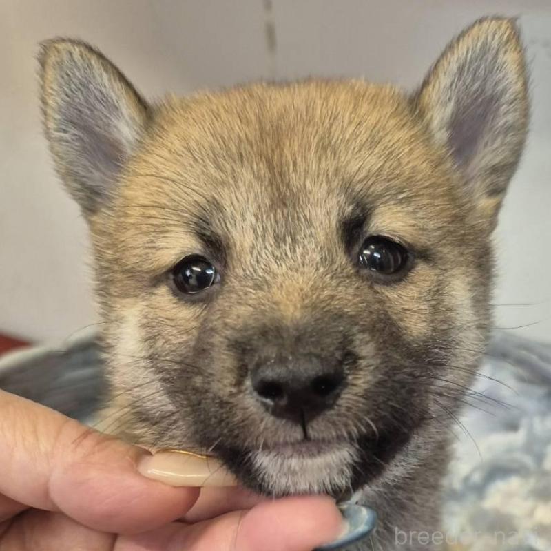販売中の富山県の柴犬-416174の6枚目