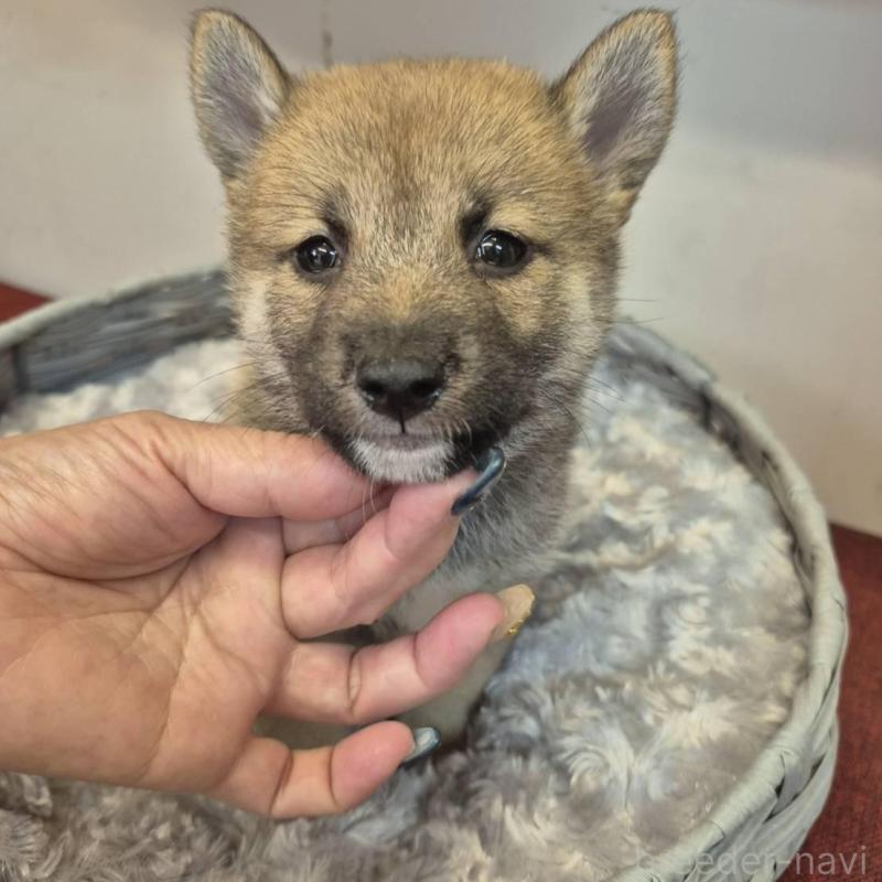 販売中の富山県の柴犬-416174の5枚目