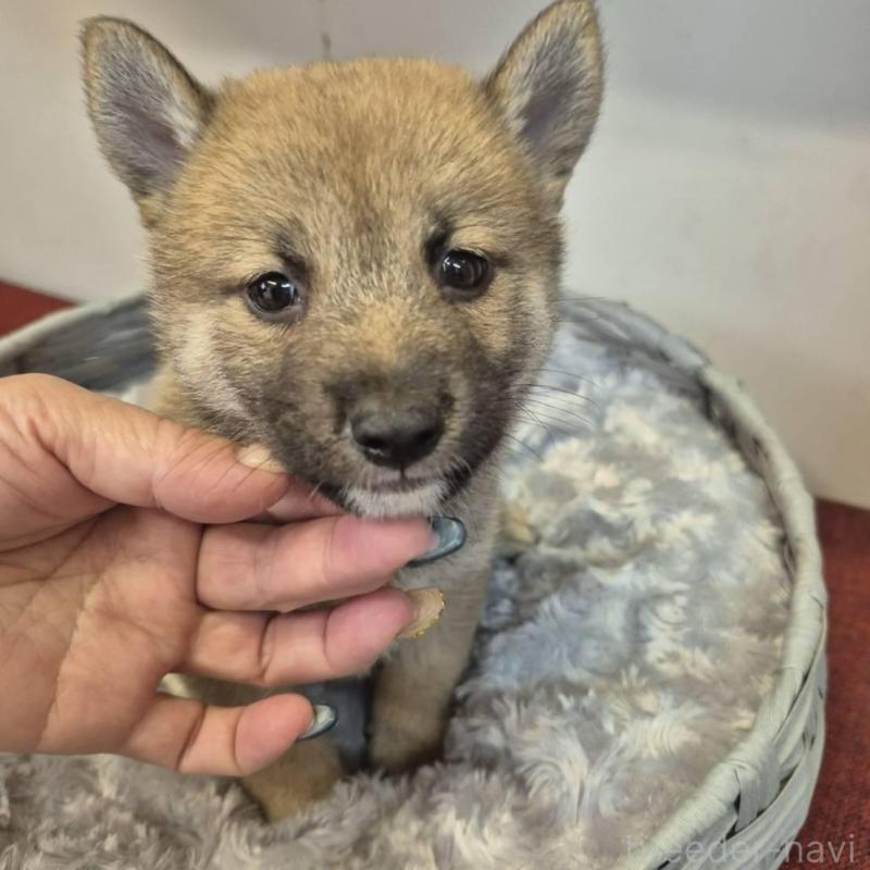 販売中の富山県の柴犬-416174の4枚目
