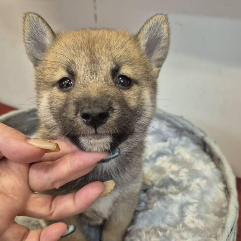 販売中の富山県の柴犬-416174の3枚目