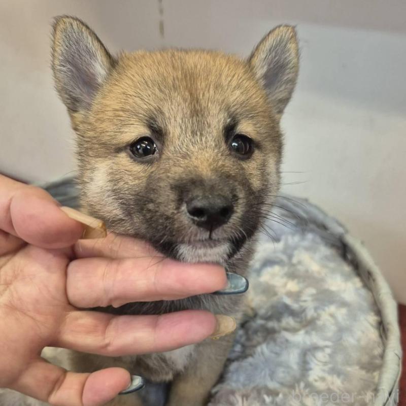 販売中の富山県の柴犬-416174の2枚目