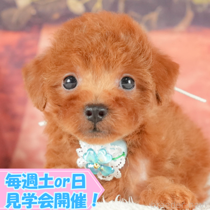 成約済の静岡県のトイプードル-415537の1枚目