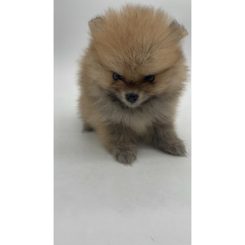 販売中の千葉県のポメラニアン-416178の9枚目