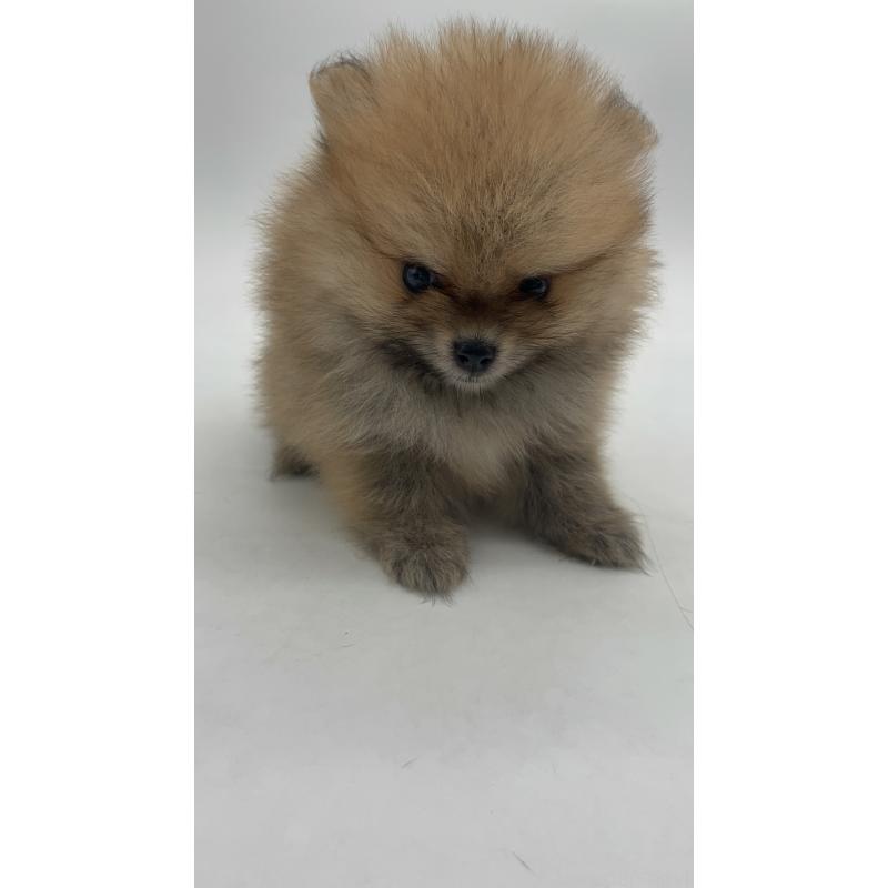 販売中の千葉県のポメラニアン-416178の6枚目
