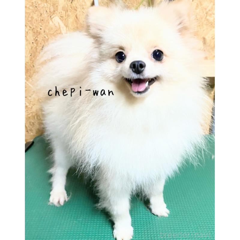 りんちゃんちゃん1枚目