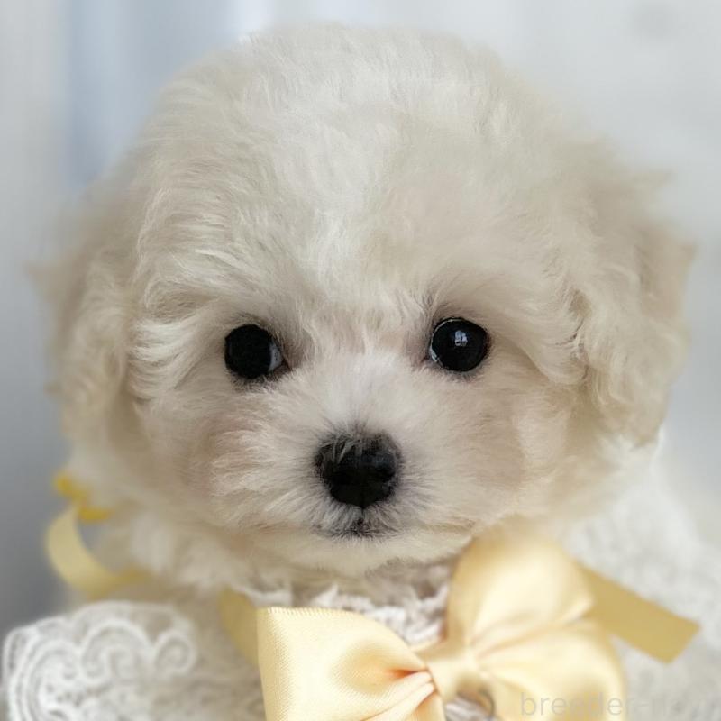販売中の愛知県のミックス犬-416184