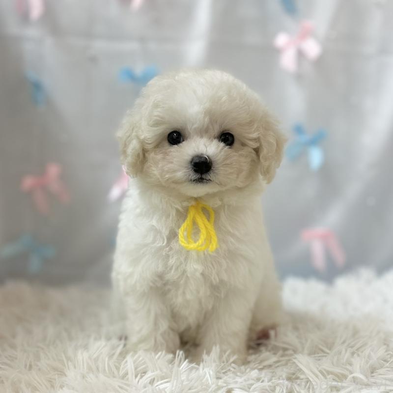 販売中の愛知県のミックス犬-416184の5枚目