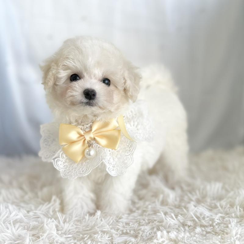 販売中の愛知県のミックス犬-416184の4枚目