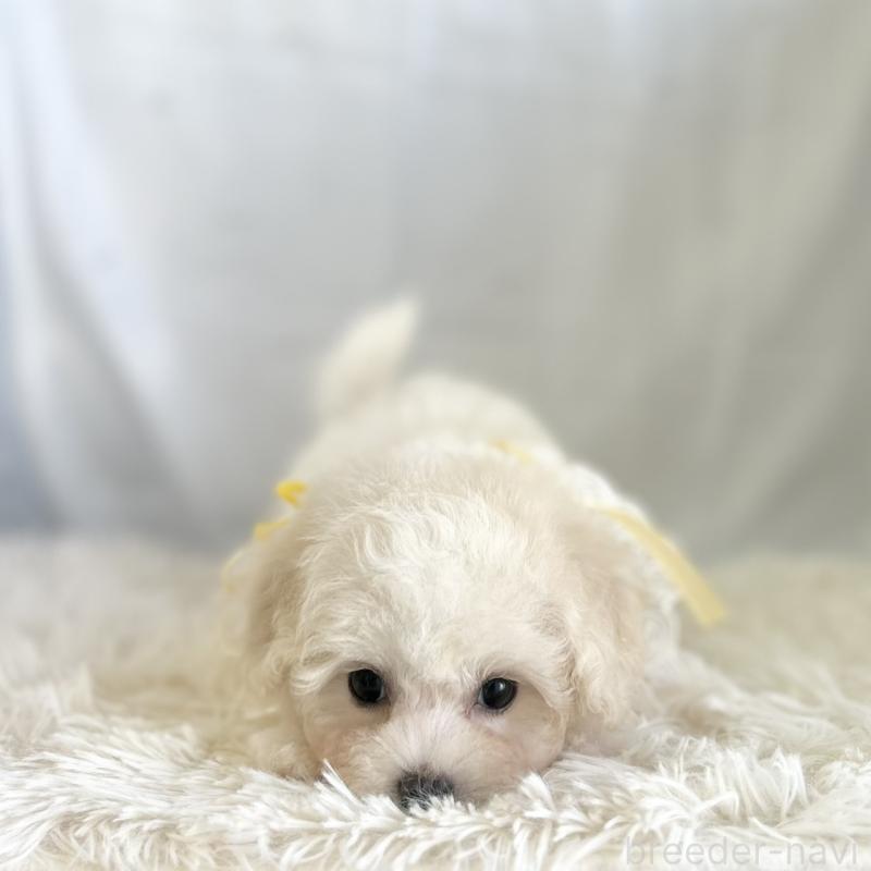 販売中の愛知県のミックス犬-416184の3枚目