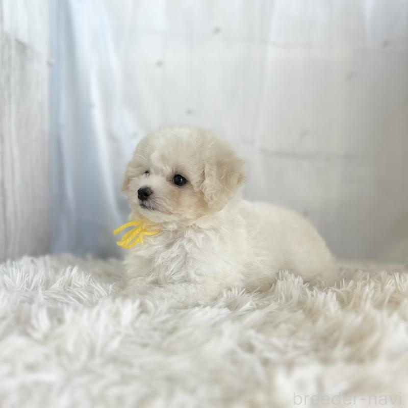 販売中の愛知県のミックス犬-416184の2枚目