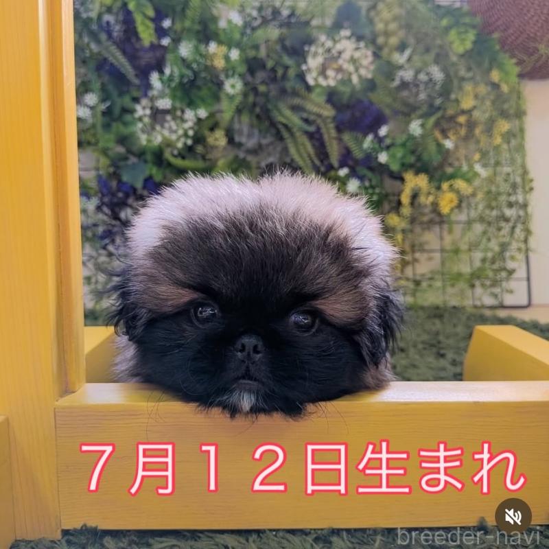 販売中の三重県のペキニーズ-416188の4枚目
